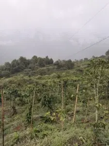 coffee trees