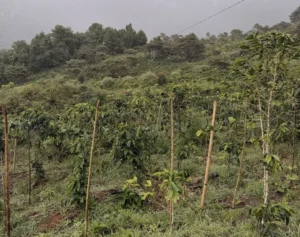 coffee trees